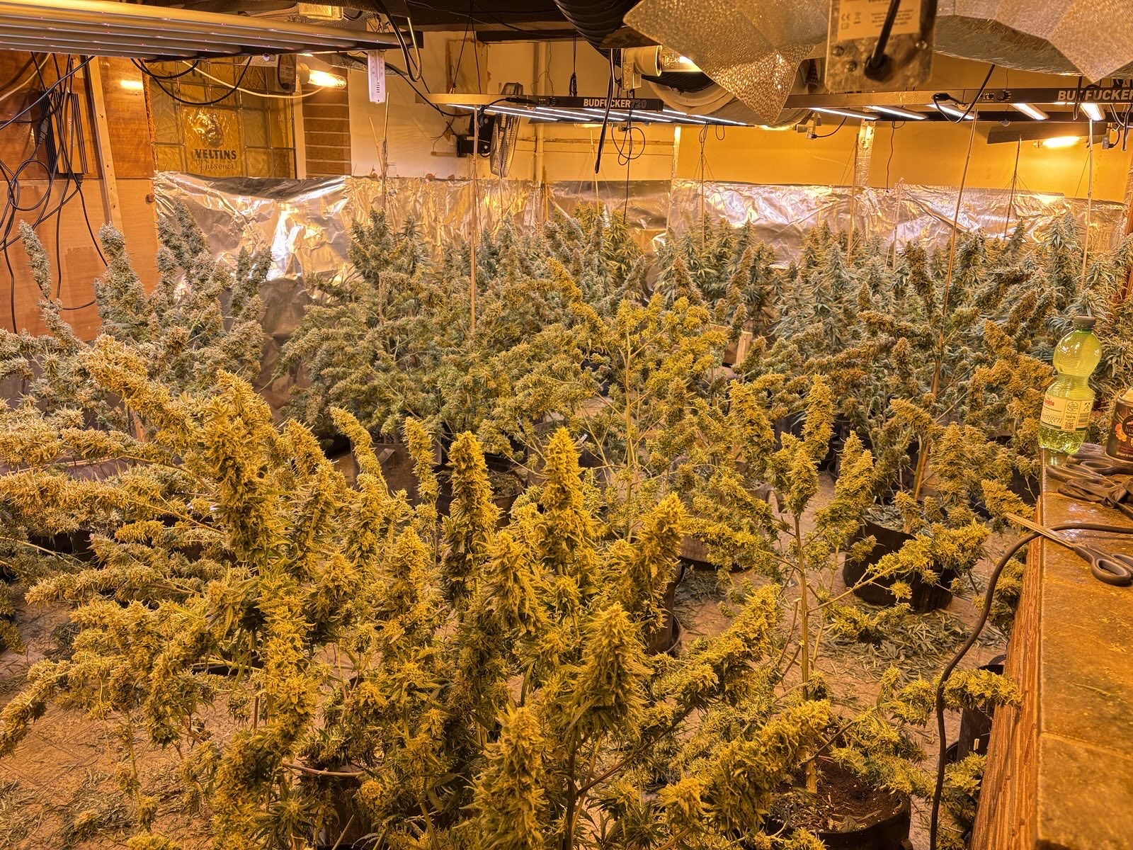 Kreis Soest: Profi-Plantage mit mehreren Hundert Cannabispflanzen in früherer Gaststätte entdeckt