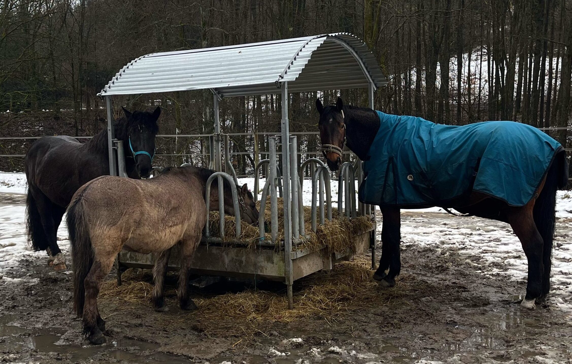 Drei Pferde verirren sich auf A45 bei Lüdenscheid – Polizei reagiert schnell und umsichtig
