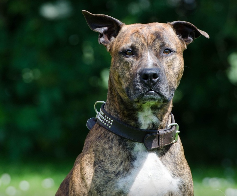 Kreis Soest: Hund fraß Abfall – Mehrere Tiere in völlig vermülltem Haus entdeckt