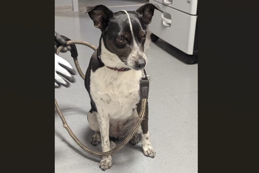 Hund an Ruhrgebietsbahnhof misshandelt – Aggressiver Halter begeht anschließend zahlreiche Straftaten