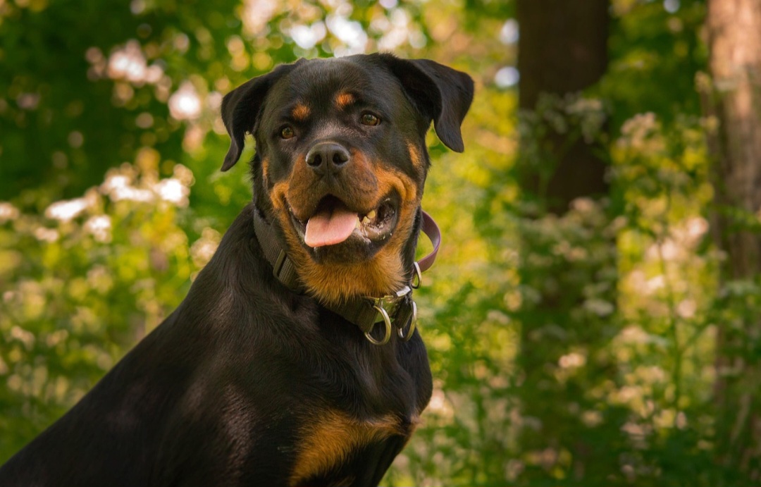 MK: Polizisten schießen bei Einsatz auf Hund