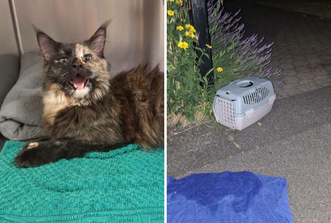 Katze in Transportbox am rekordheißen Wochenende in Herringen entsorgt