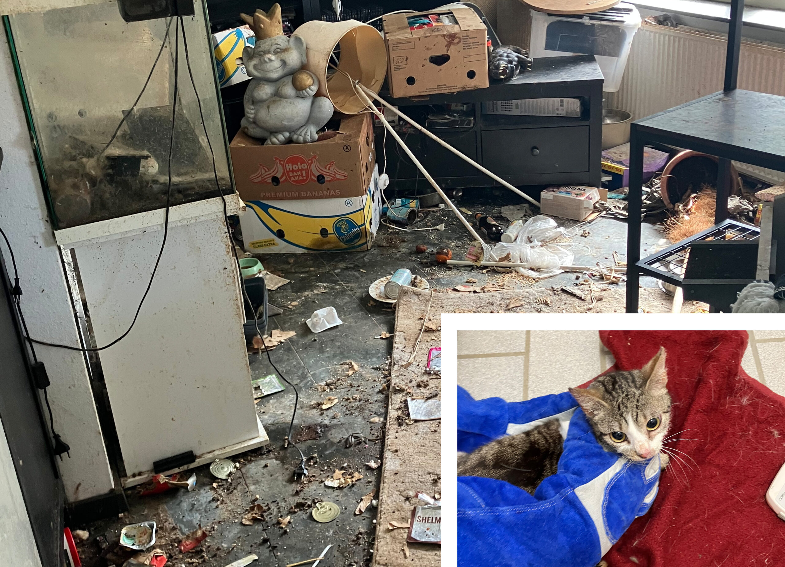 Animal Hoarding im Kreis Soest: 33 Katzen aus völlig vermüllter Wohnung gerettet Animal Hoarding im Kreis Soest: 33 Katzen aus völlig vermüllter Wohnung gerettet