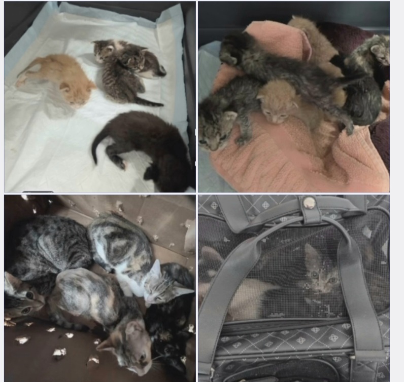 41 Katzen auf Kfz-Gelände in Hagen entsorgt – die Jüngsten 2 Wochen alt