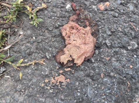 Nächster Hund im Kreis Soest frisst Giftköder